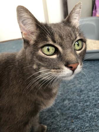 Kissa