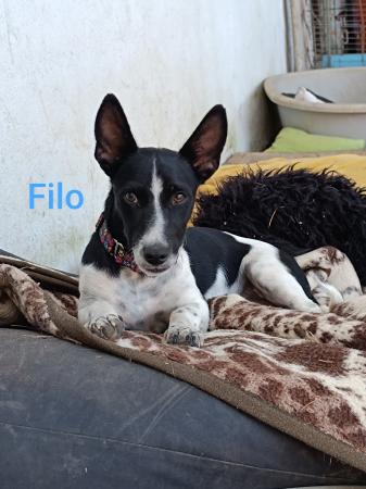 Filo