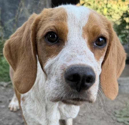 Herbert