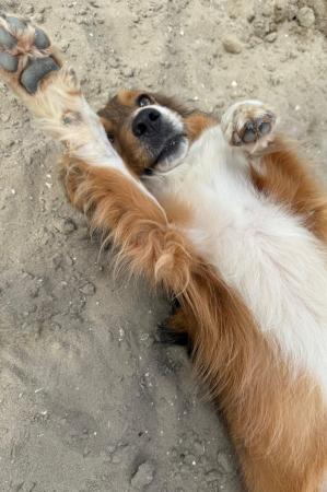 Tickles