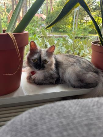 Lili