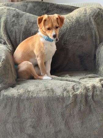 Ollie