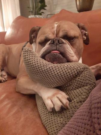 Willem