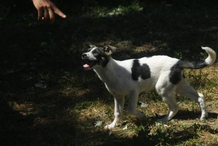 Bandit