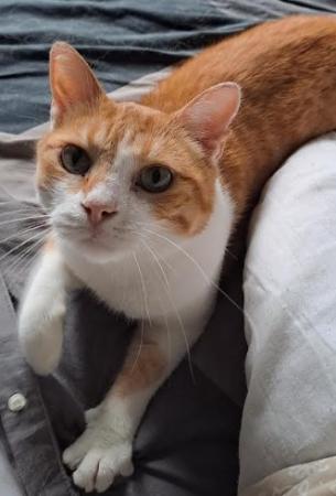 Nacho