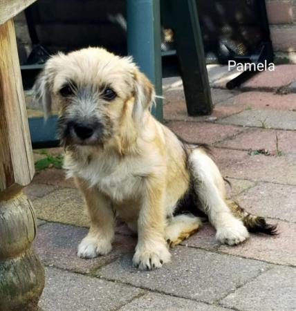 Pamela