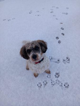 Teddy