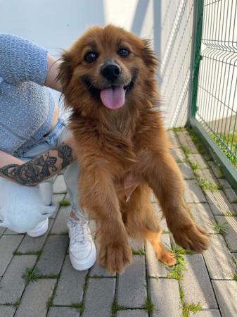 Pompom