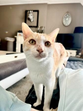 Porthos