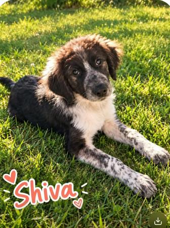 Shiva