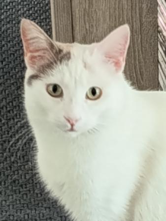 CocoSahne