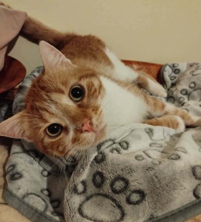 Figaro