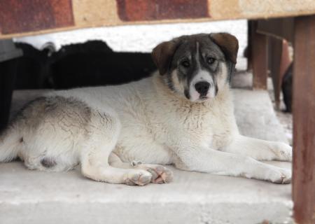 Elvis