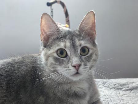 Shiva