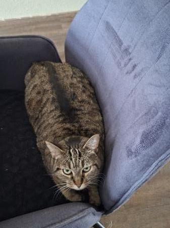 Tijger