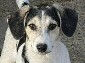 Sheyla