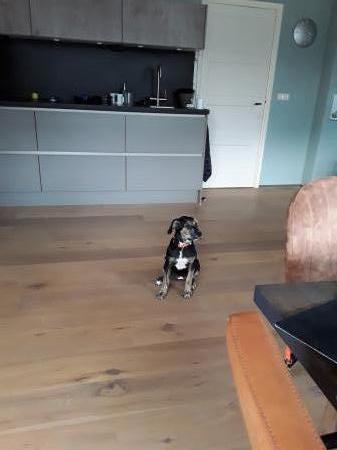 Indie
