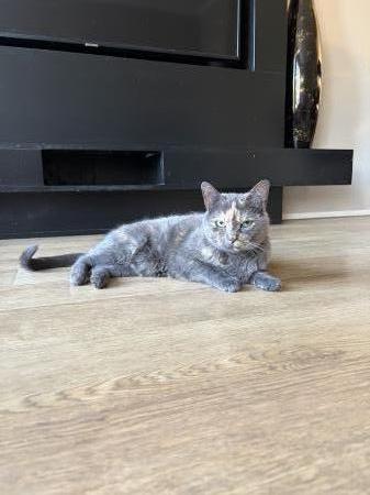 Nala