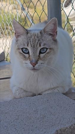 Pak