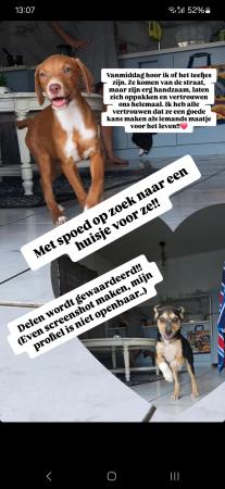 puppies