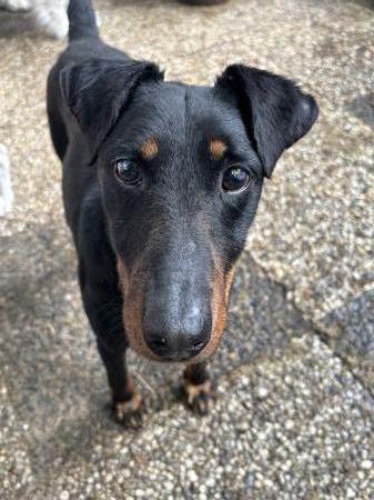 Tino