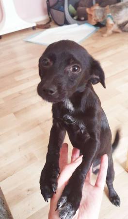 Lilu