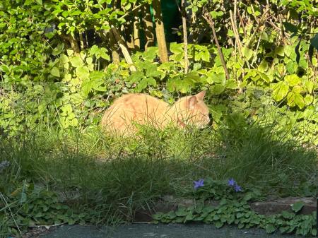 Minou