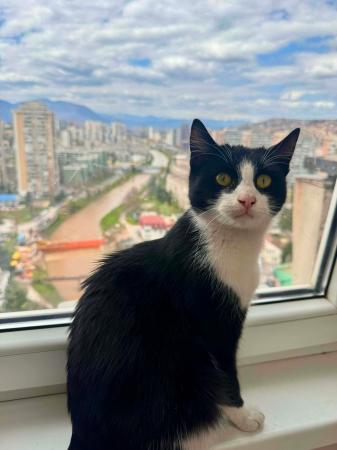 Hana