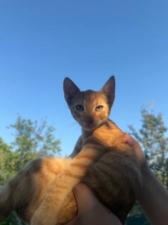 Jax