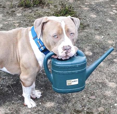 Dozer