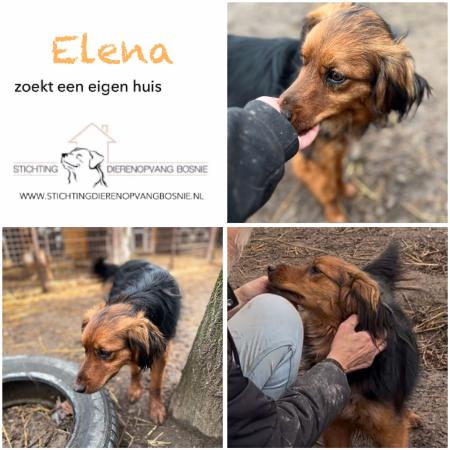 Elena