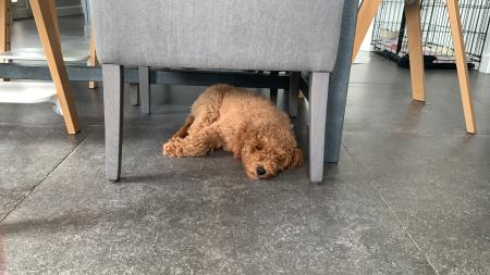 Teddy