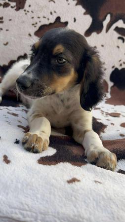Woody