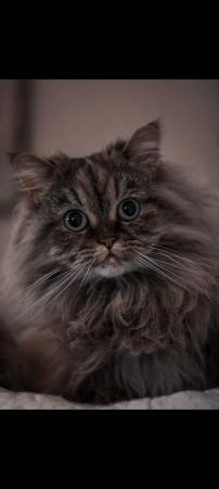 Bella