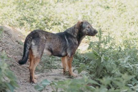 Xena