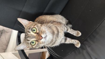 Bella