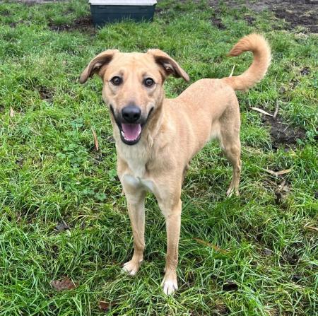 Sascha