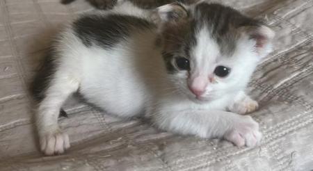 Biscuit