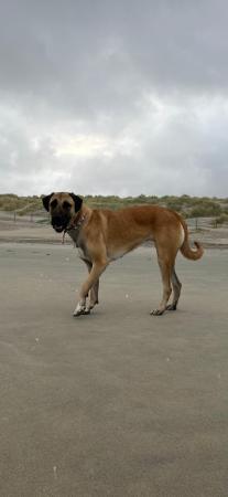 Karuna