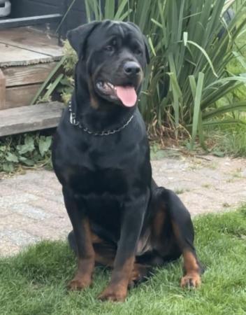 Rambo