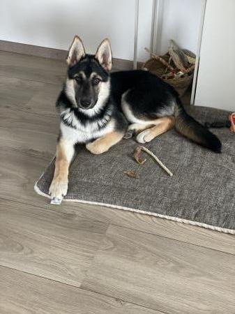 Loki