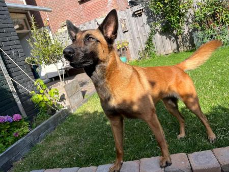Roef