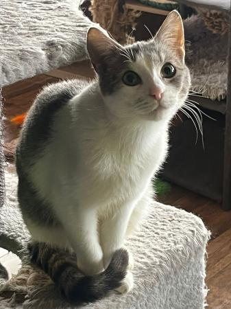 Rudi
