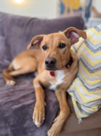 Nala