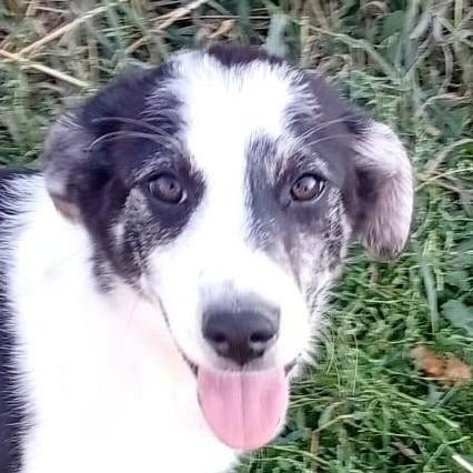 Laika