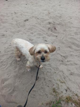 Balou