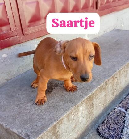 Saartje