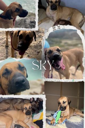 Sky