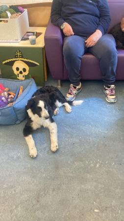 Pongo