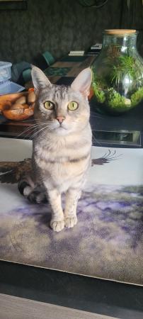 Stella